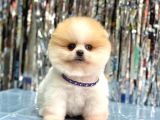 POMERANİAN BOO YAVRUMUZ