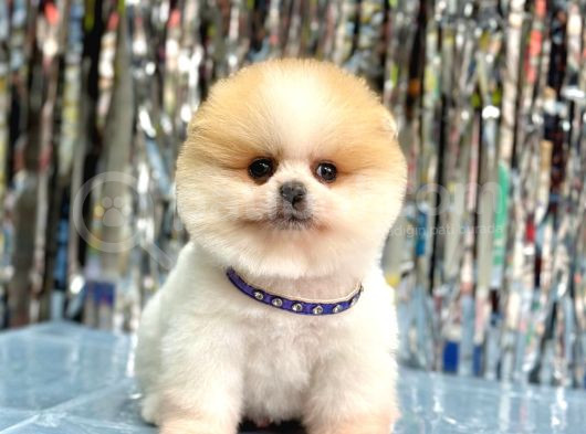 Pomerani̇an Boo Yavrumuz