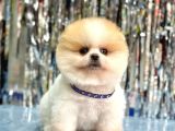 Pomerani̇an Boo Yavrumuz