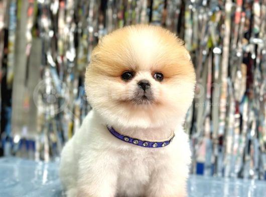 Pomerani̇an Boo Yavrumuz görsel