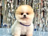 Pomerani̇an Boo Yavrumuz