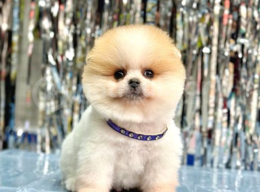 Pomerani̇an Boo Yavrumuz görsel