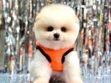 Pomerani̇an Boo