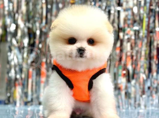 Pomerani̇an Boo görsel