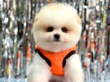 Pomerani̇an Boo