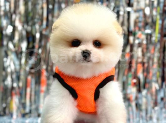 Pomerani̇an Boo görsel