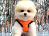 POMERANİAN BOO