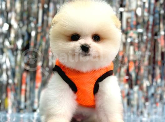 Pomerani̇an Boo