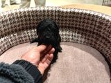 Uygun Fiyatlı Mükemmel Kalite Poodle Yavrular