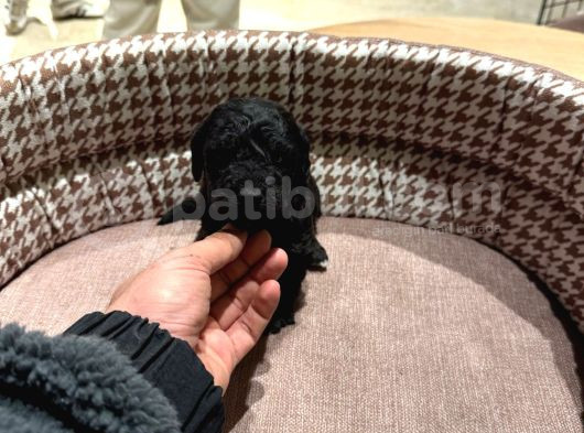 Uygun Fiyatlı Mükemmel Kalite Poodle Yavrular görsel