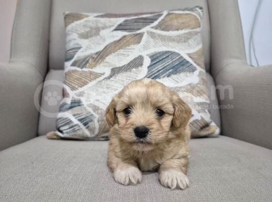 Minnoş Maltipoo Yavrum görsel
