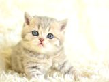 Tatli Yüzü İle Blue Golden Bri̇ti̇sh Shorthai̇r