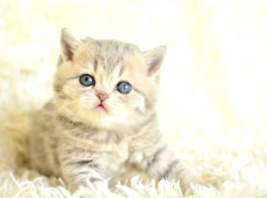 Tatli Yüzü İle Blue Golden Bri̇ti̇sh Shorthai̇r görsel