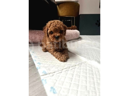 Deni̇zli̇ Merkez Tesli̇me Hazir Poodle Bebekler görsel