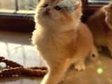 Saf Kan Şecereli Wcf Kayıtlı Golden British Shorthair Yavru