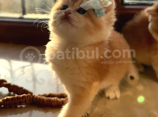 Saf Kan Şecereli Wcf Kayıtlı Golden British Shorthair Yavru görsel