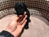 Uygun Fiyatlı Mükemmel Kalite Poodle Yavrular