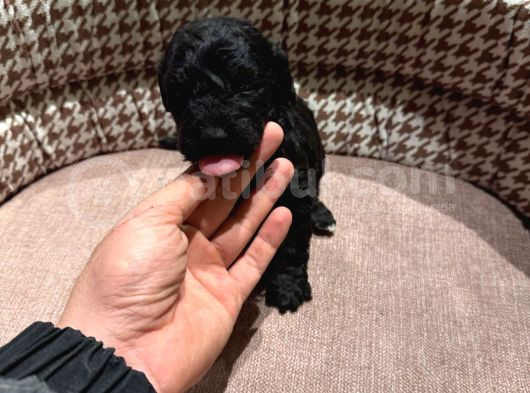 Uygun Fiyatlı Mükemmel Kalite Poodle Yavrular görsel