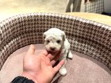 Uygun Fiyatlı Mükemmel Kalite Poodle Yavrular