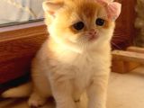 Saf Kan Şecereli WCF kayıtlı Golden British Shorthair yavru