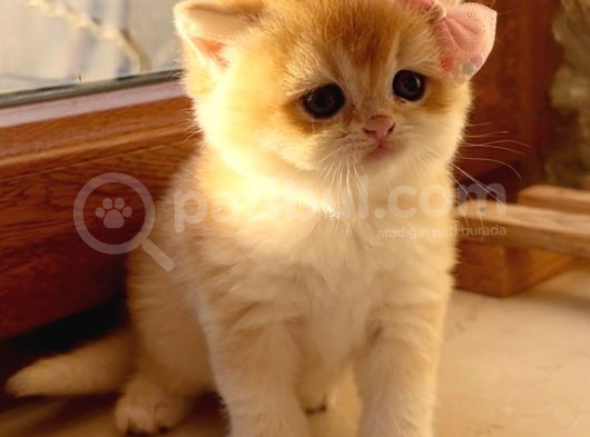 Saf Kan Şecereli Wcf Kayıtlı Golden British Shorthair Yavru