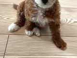 Aci̇ll Aranan Toy Poodle S Beden