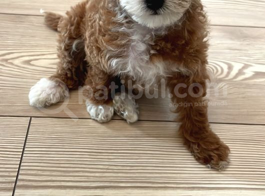 Aci̇ll Aranan Toy Poodle S Beden görsel