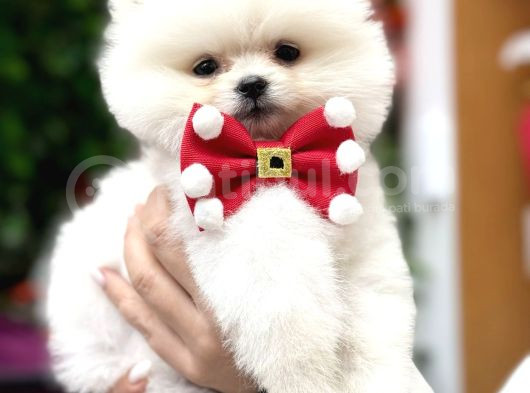 Orji̇nal Ayi Surat Pomerani̇an Boo