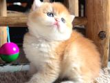 Saf Kan Şecereli Wcf Kayıtlı Golden British Shorthair Yavru