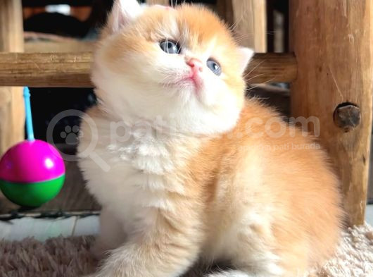 Saf Kan Şecereli Wcf Kayıtlı Golden British Shorthair Yavru görsel