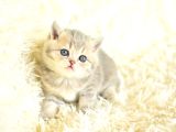 Tatli Yüzü İle Blue Golden Bri̇ti̇sh Shorthai̇r