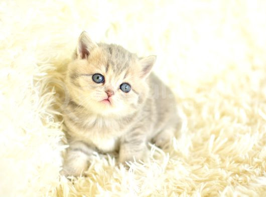 Tatli Yüzü İle Blue Golden Bri̇ti̇sh Shorthai̇r görsel