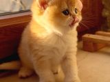 Saf Kan Şecereli Wcf Kayıtlı Golden British Shorthair Yavru
