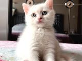 2 aylık dişi British shorthair