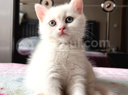 2 Aylık Dişi British Shorthair