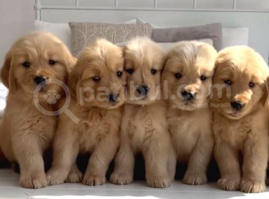 Sağlik Ve Irk Garanti̇li̇ Golden Bebi̇sler görsel