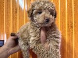 Ve O Biiiiiir Toy Poodle