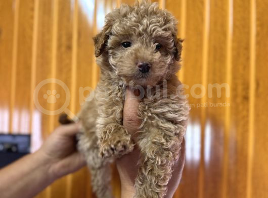 Ve O Biiiiiir Toy Poodle görsel