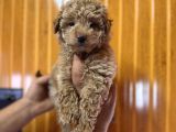 Ve o biiiiiir TOY POODLE