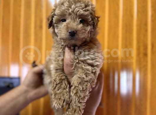 Ve O Biiiiiir Toy Poodle