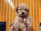 Ve O Biiiiiir Toy Poodle