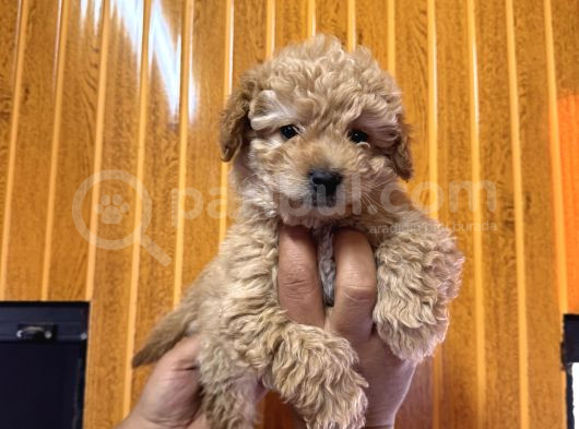 Ve O Biiiiiir Toy Poodle görsel