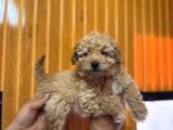 Ve O Biiiiiir Toy Poodle