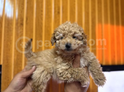 Ve O Biiiiiir Toy Poodle görsel