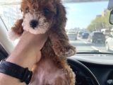ACİLL Aranan toy poodle S beden