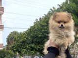 Erkek Pomeranian 
