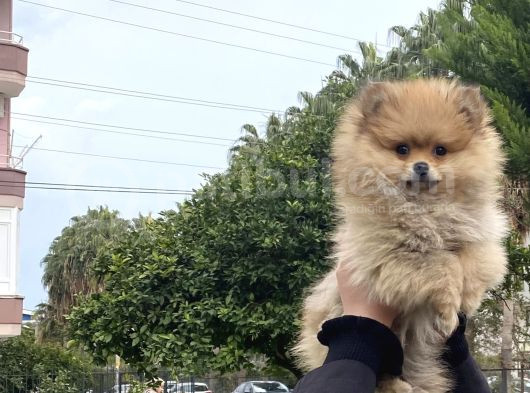 Erkek Pomeranian 