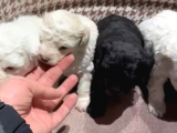 Uygun Fiyatlı Mükemmel Kalite Poodle Yavrular