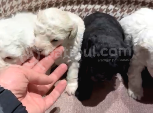 Uygun Fiyatlı Mükemmel Kalite Poodle Yavrular görsel