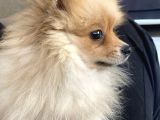 Erkek Pomeranian 